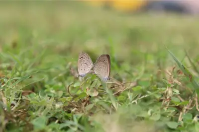 quantum gallery 0441