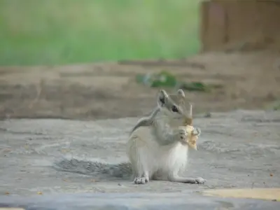 quantum gallery 0445