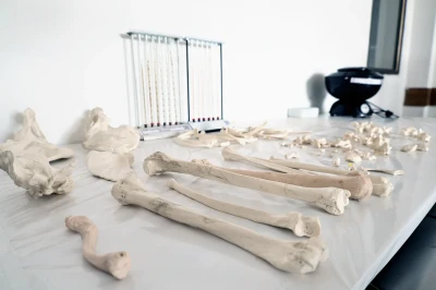 Human Anatomy & Physiology Lab