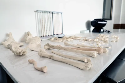 Human Anatomy & Physiology Lab