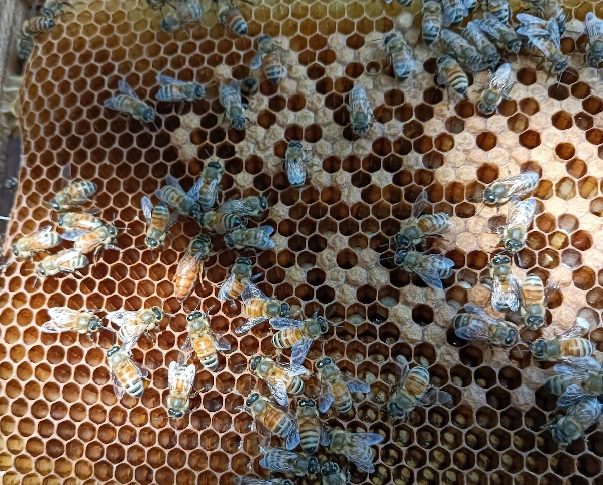 Quantum University Organizes Five Day Apiculture Training for B.Sc. (Hons.) Agriculture Students